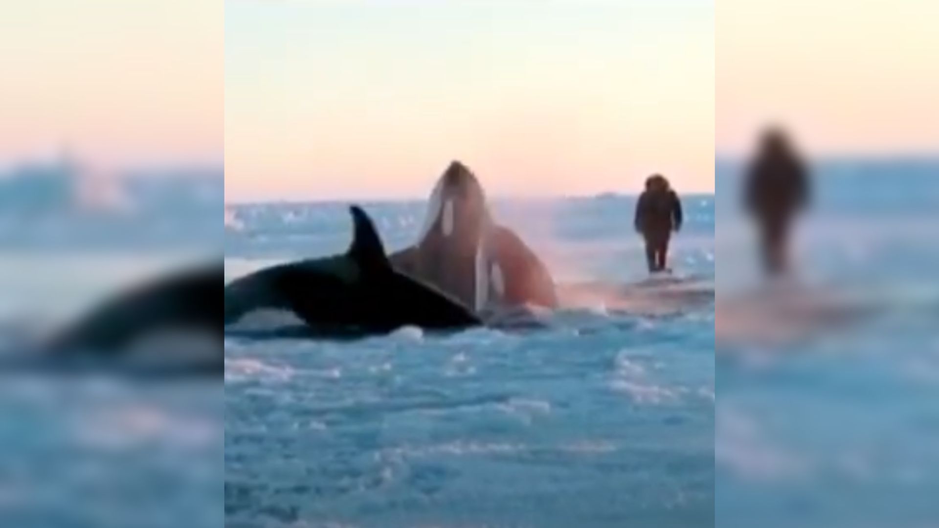 11 Killer Whales Trapped By Thick Sea Ice Make A Dramatic Attempt To Escape