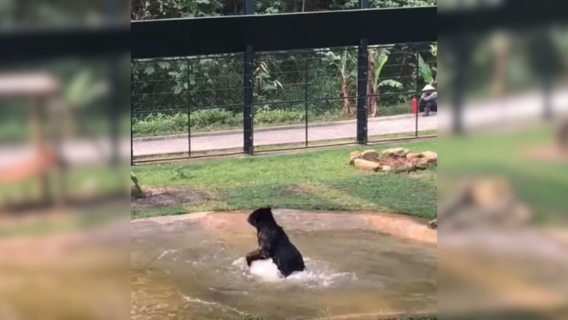 Bear swimming