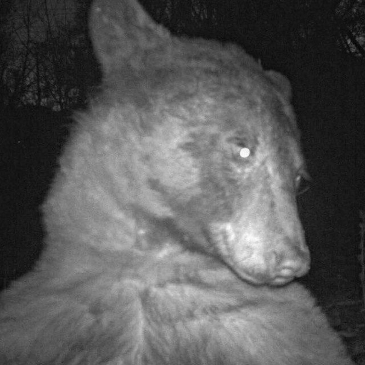 Bear in forest