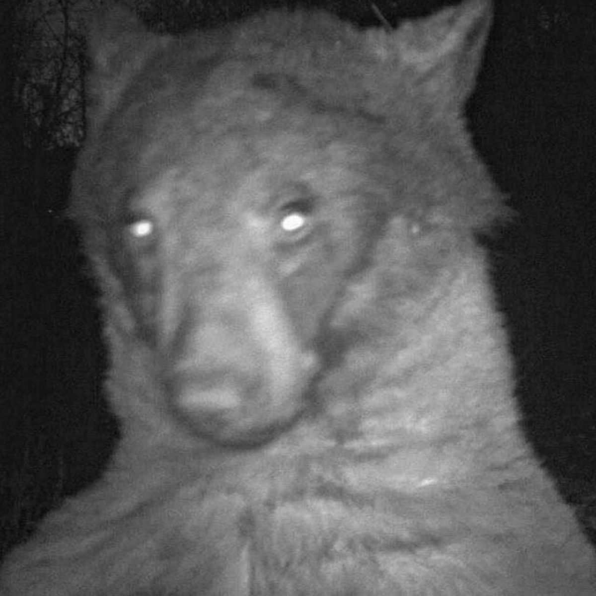 Bear on camera