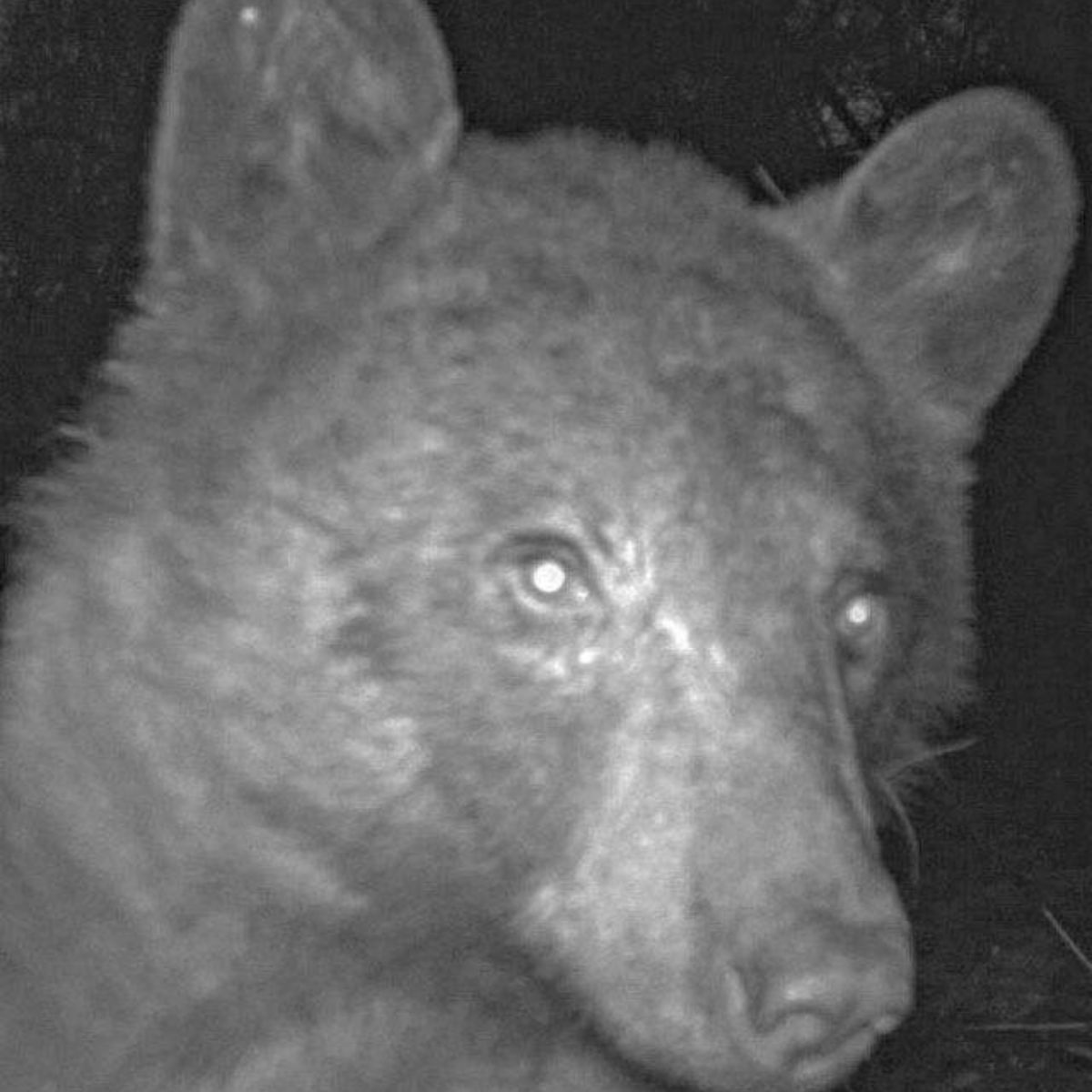 Big Bear in forest