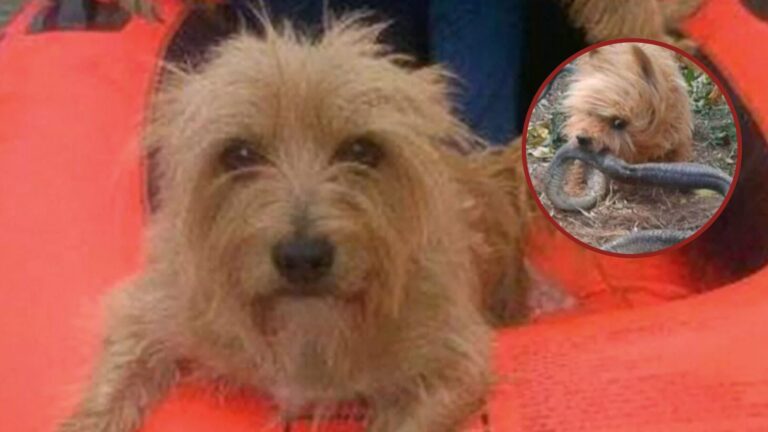 brave yorkshire terrier