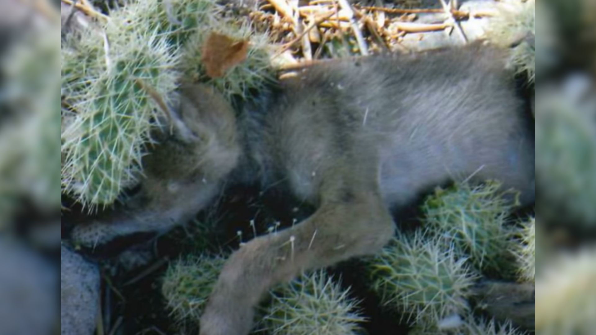 Coyote in cactus