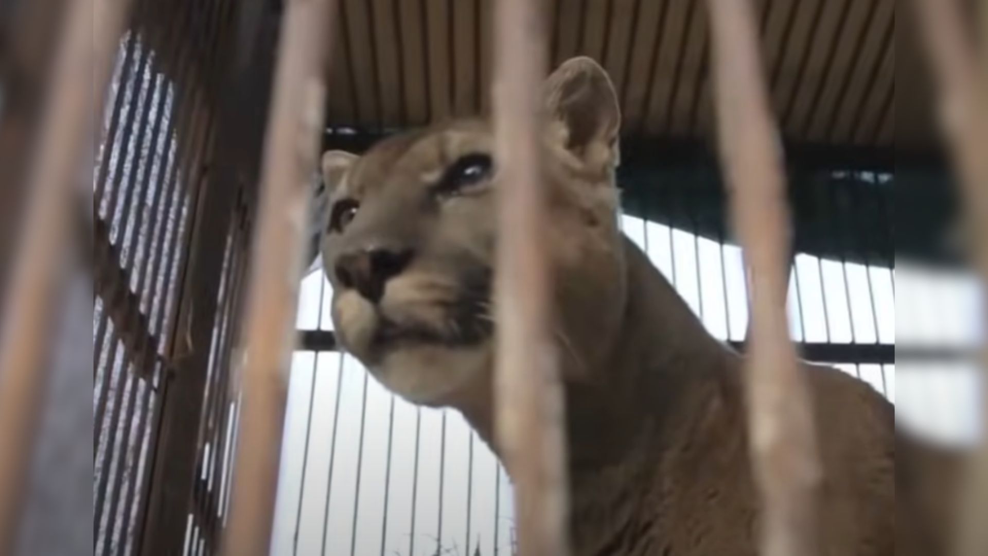 Mountain Lion Finally Senses Freedom After Being Chained To A Pickup Truck For 20 Years