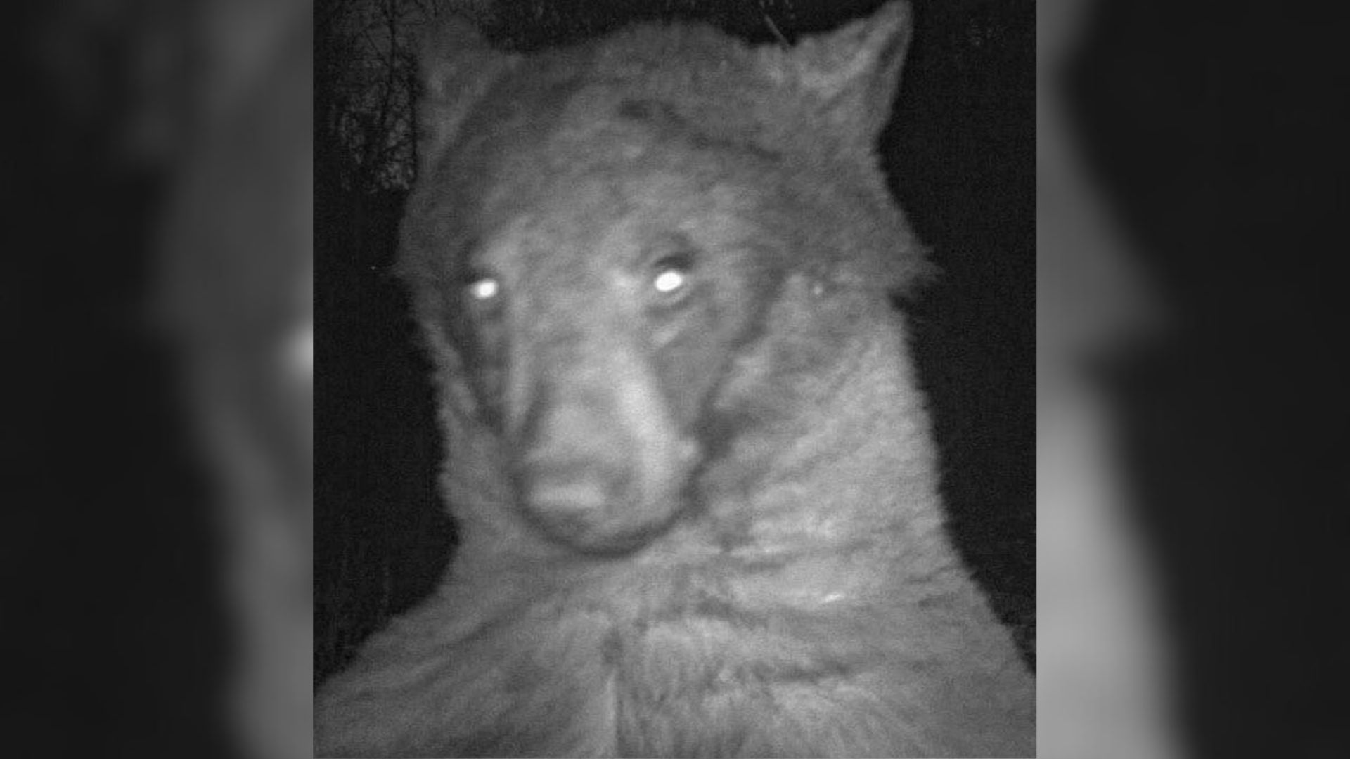 Colorado Bear Discovers A Trail Camera And Snaps 400 Selfies That Are Just Too Good To Miss