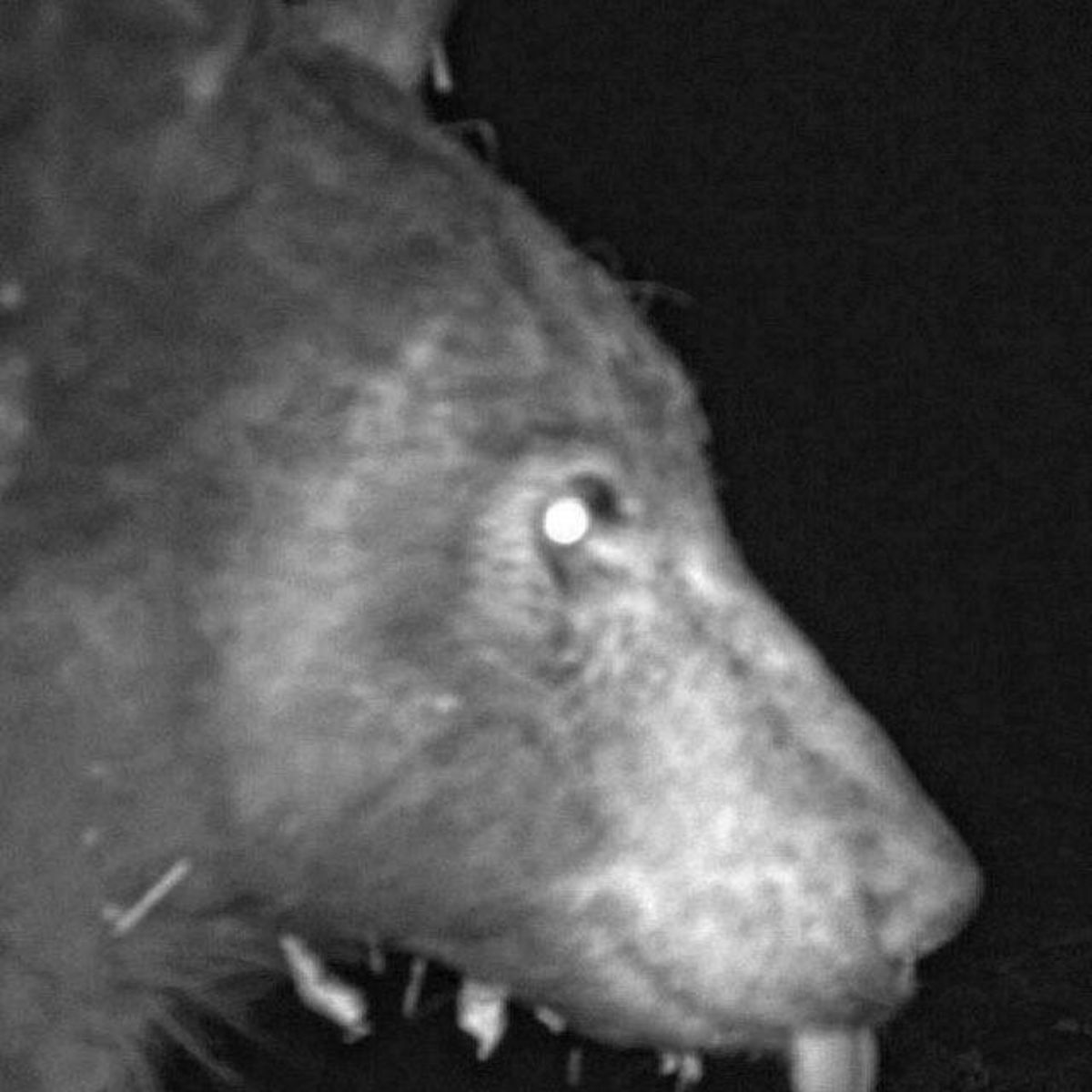 Colorado Bear on camera