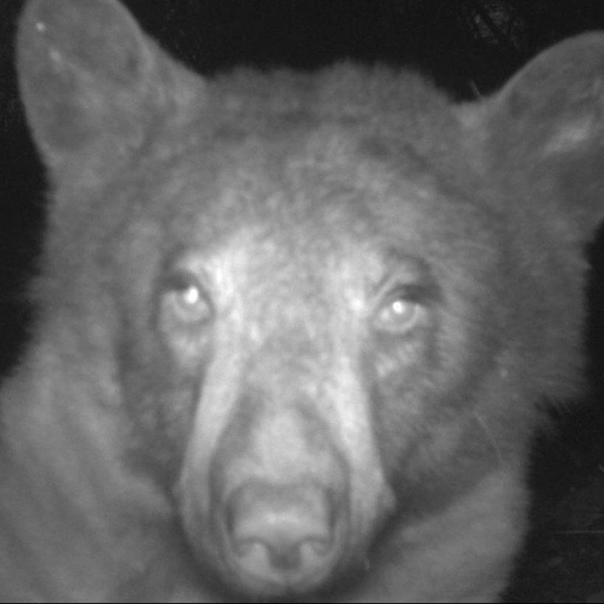 Colorado Bear