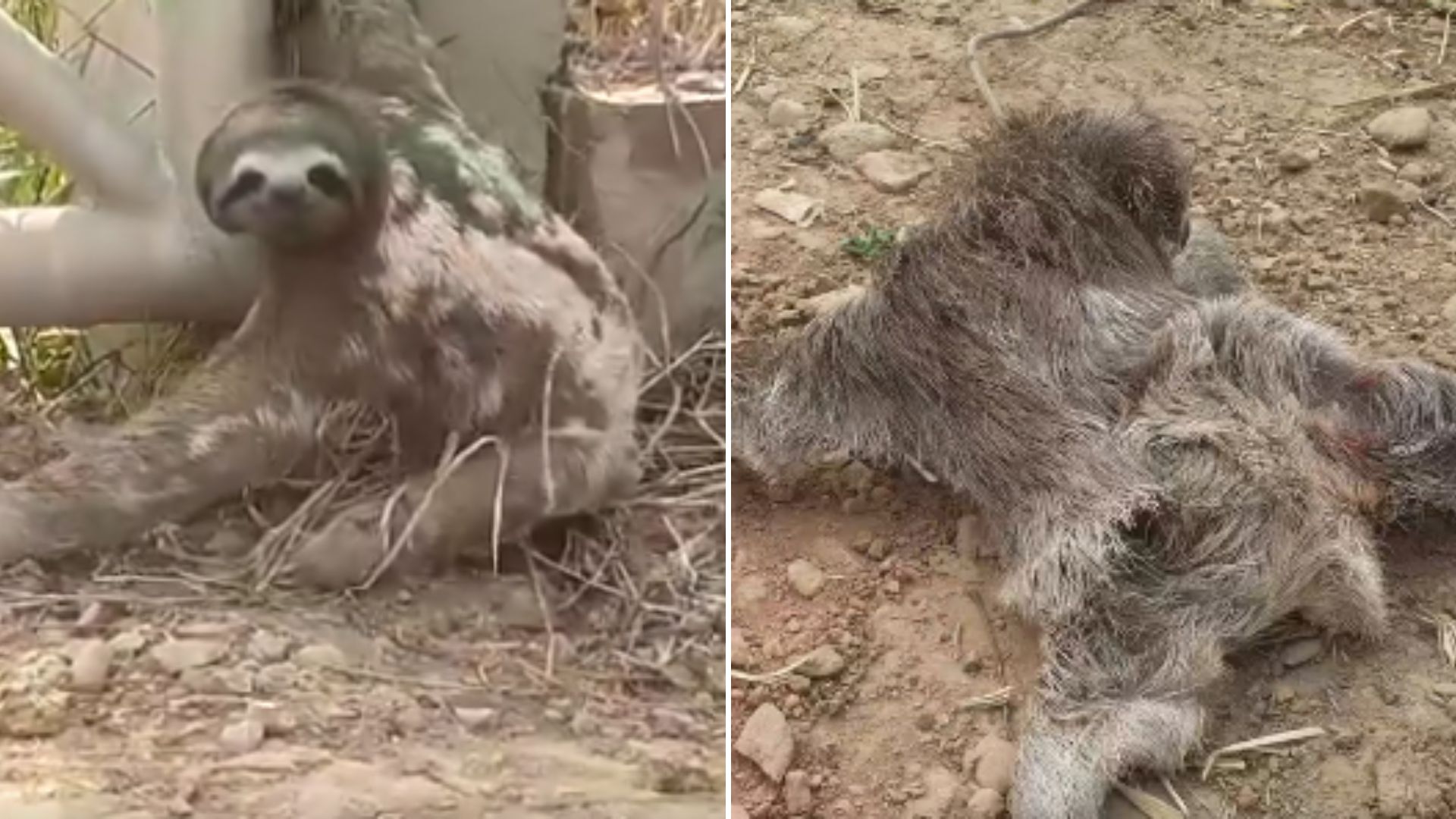 Devastated Mother Sloth Looking For Her Missing Baby After Getting Separated Due To Wildfire