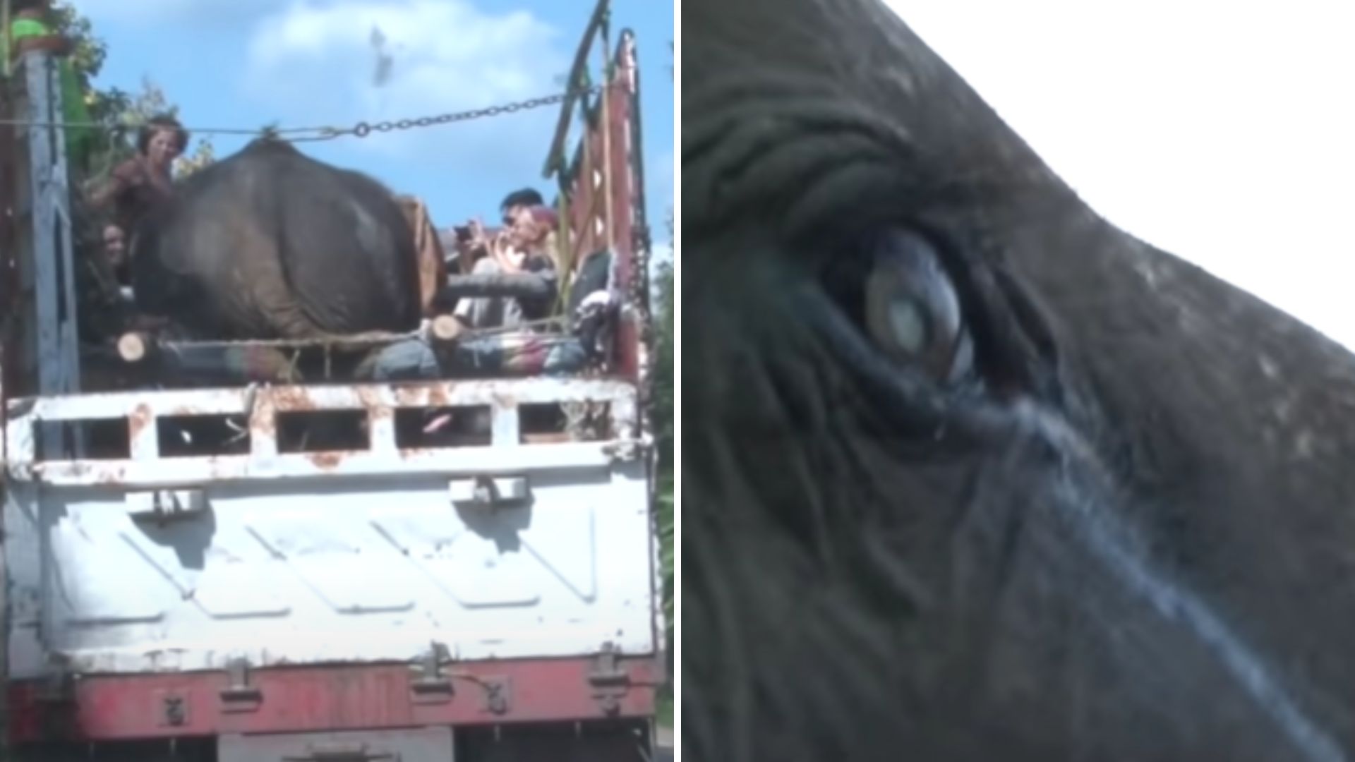 Elephant Cries Real Tears After Being Freed From Captivity At The Age Of 73