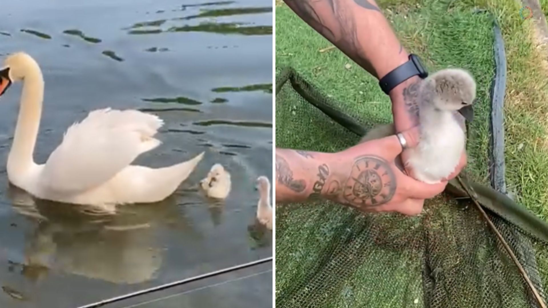 rescuing baby swan