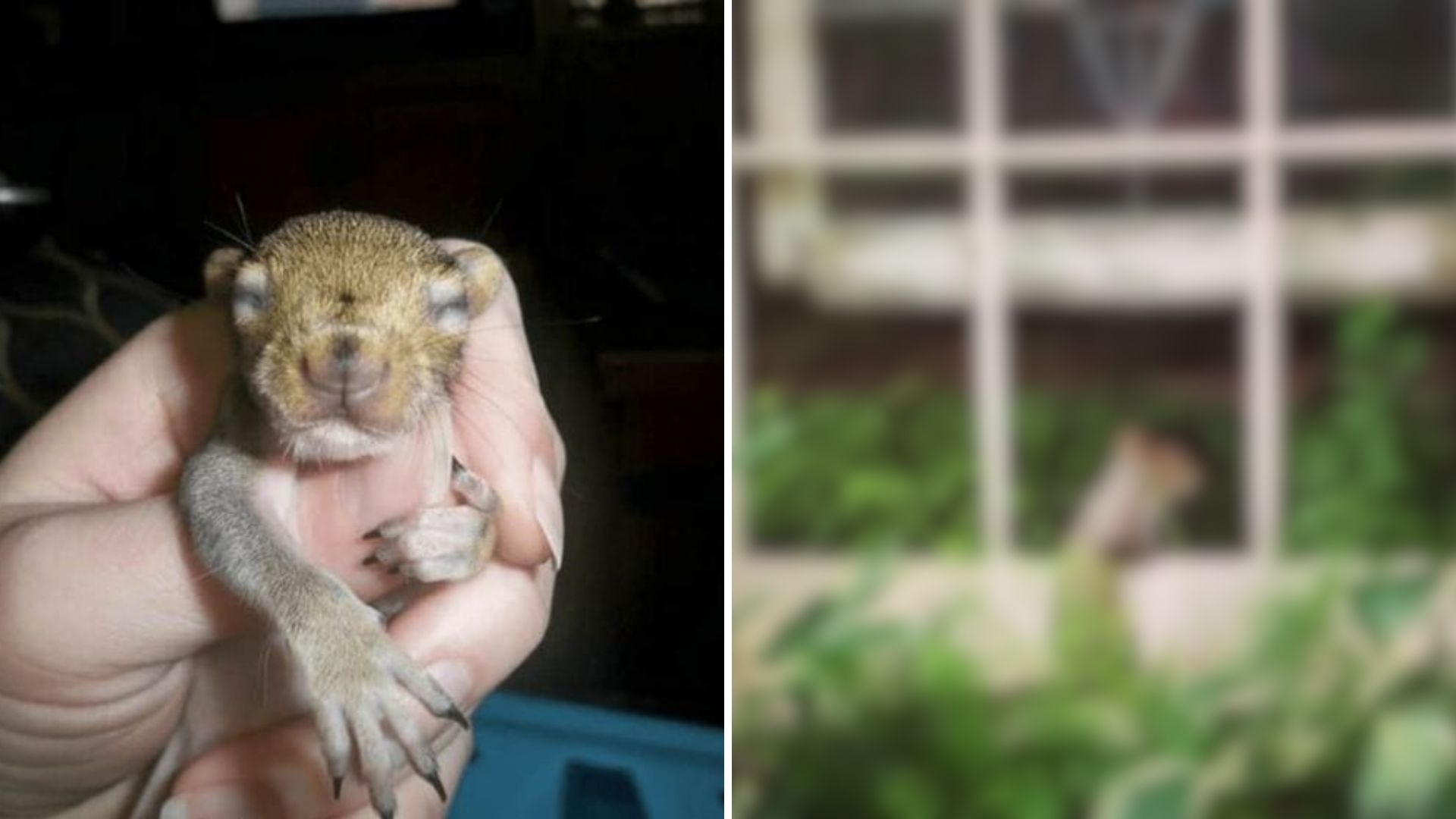 After 7 Years, Squirrel Still Comes Back To Visit The Family That Saved Her From An Owl Attack