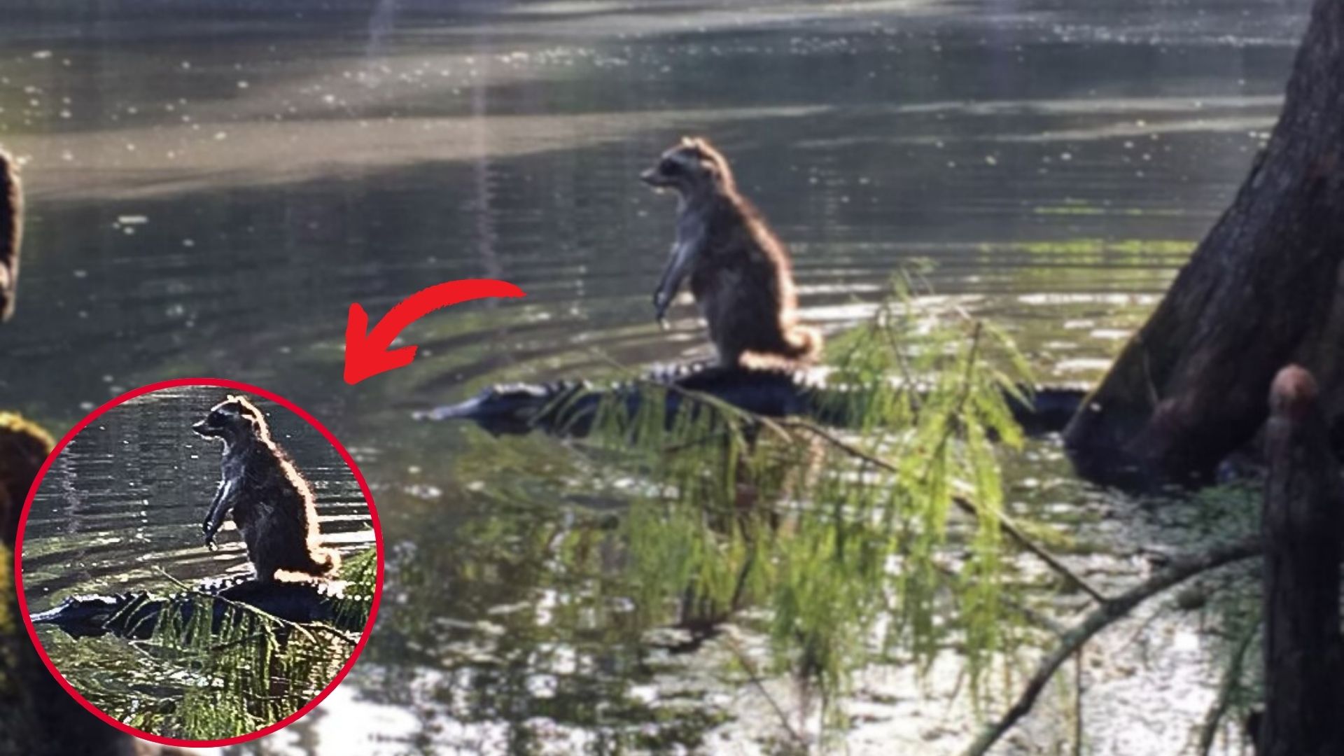 raccoon riding an alligator