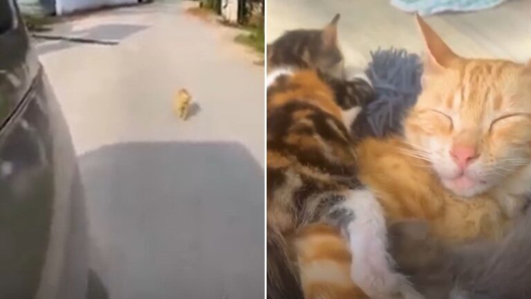 stray ginger cat