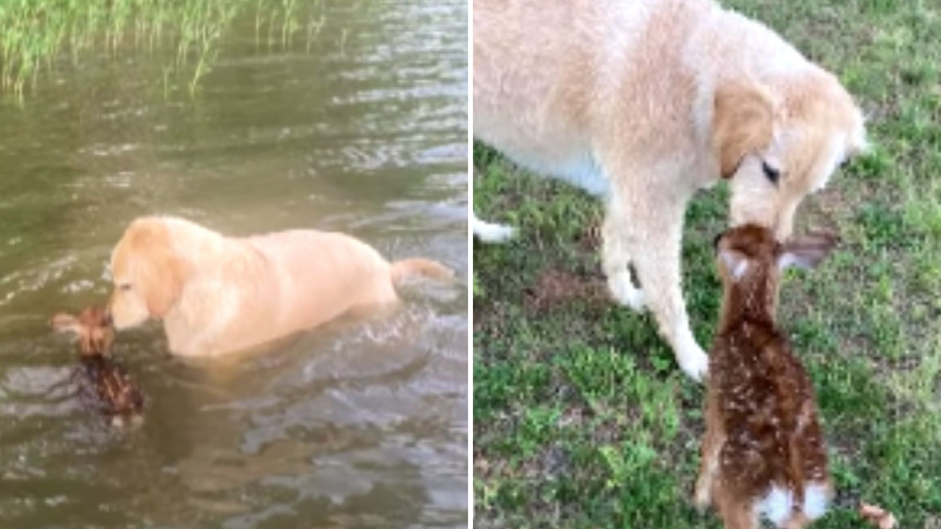 dog saving a baby deer