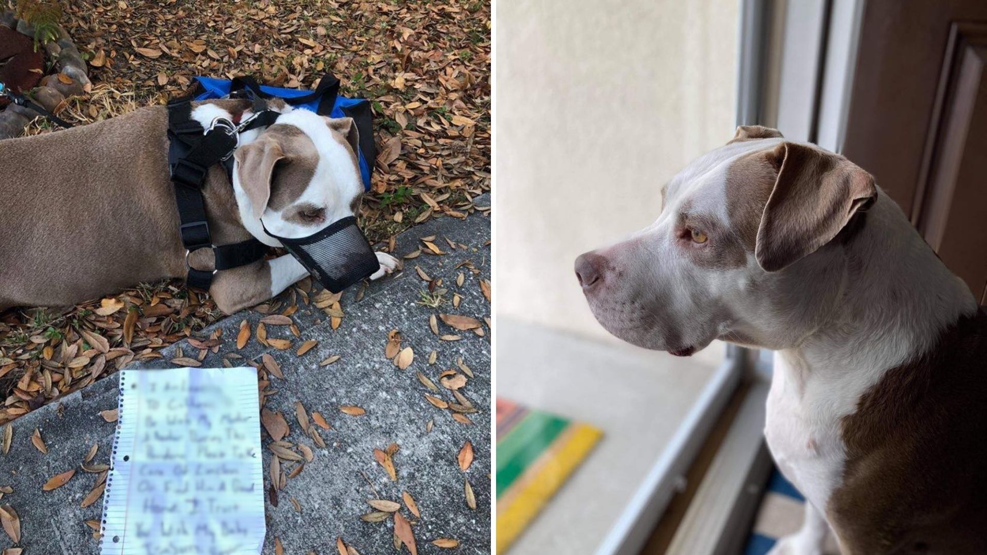 pitbull tied to a tree