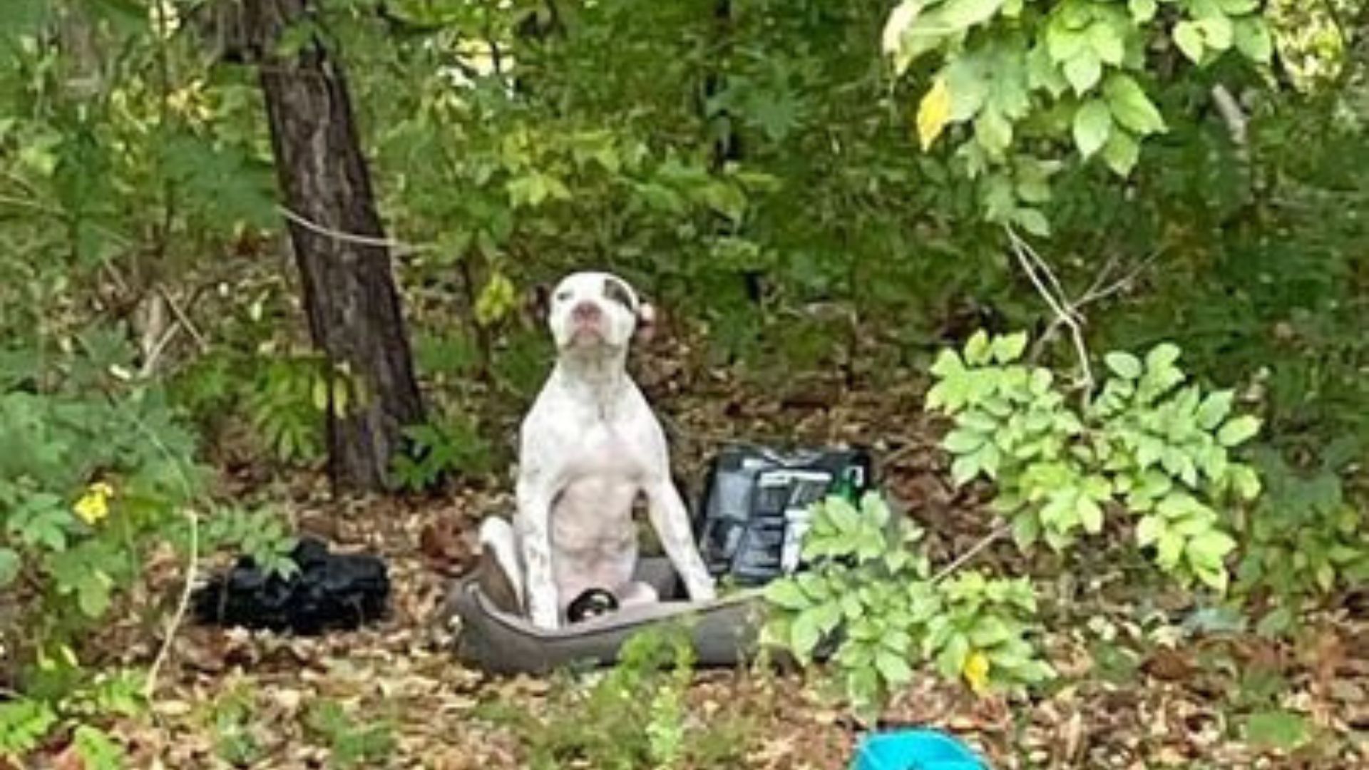 Abandoned puppy in woods