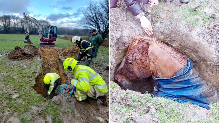 horse trapped in a sink hole