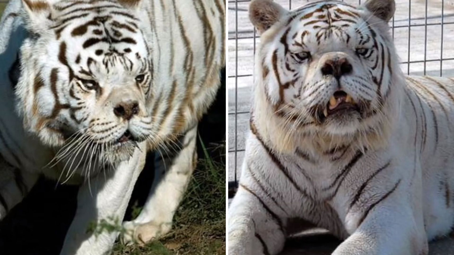 White tiger with down syndrome