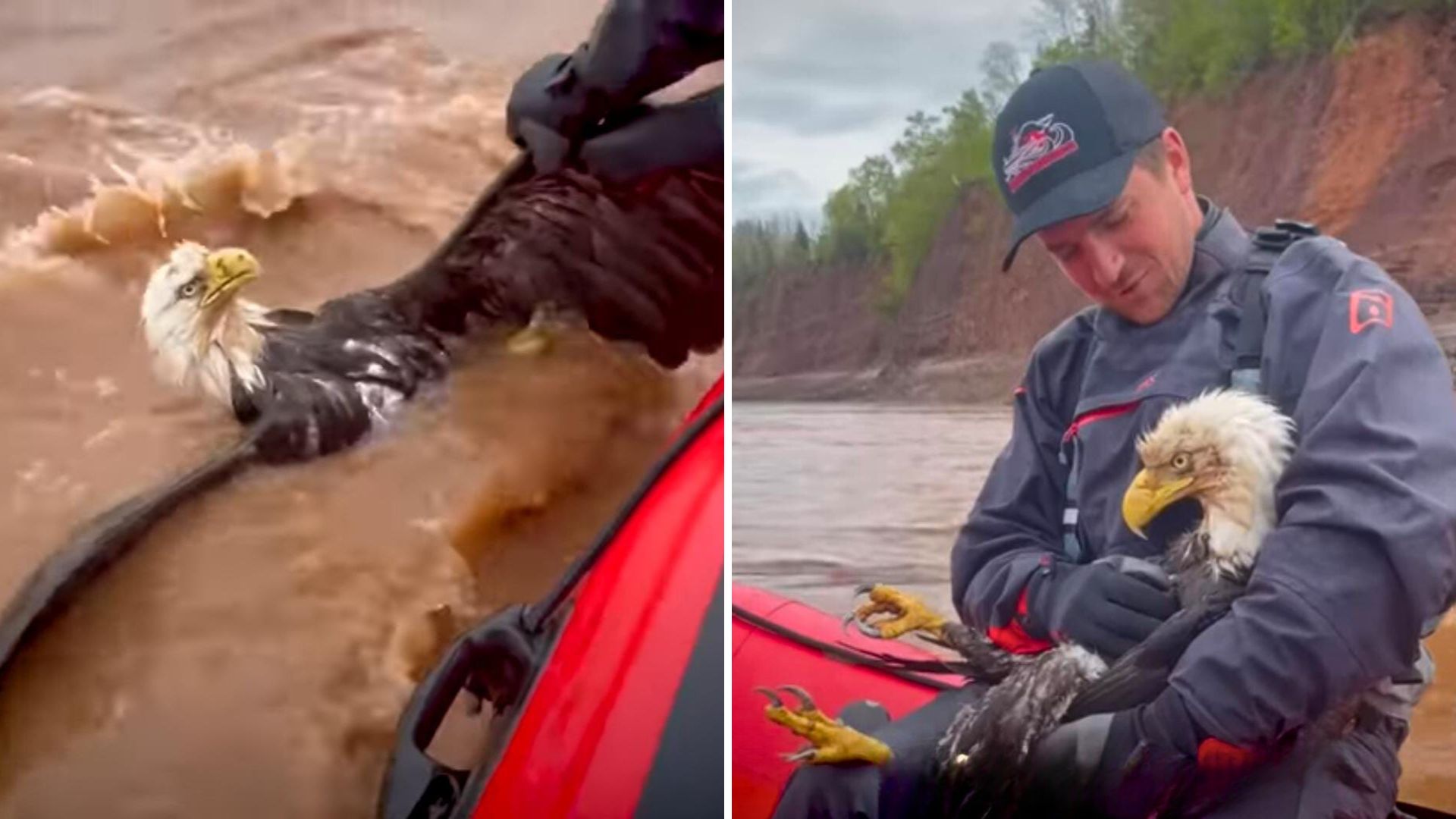 Bald Eagle Was On The Brink Of Drowning Until One Man Stepped Up And Saved Her Life