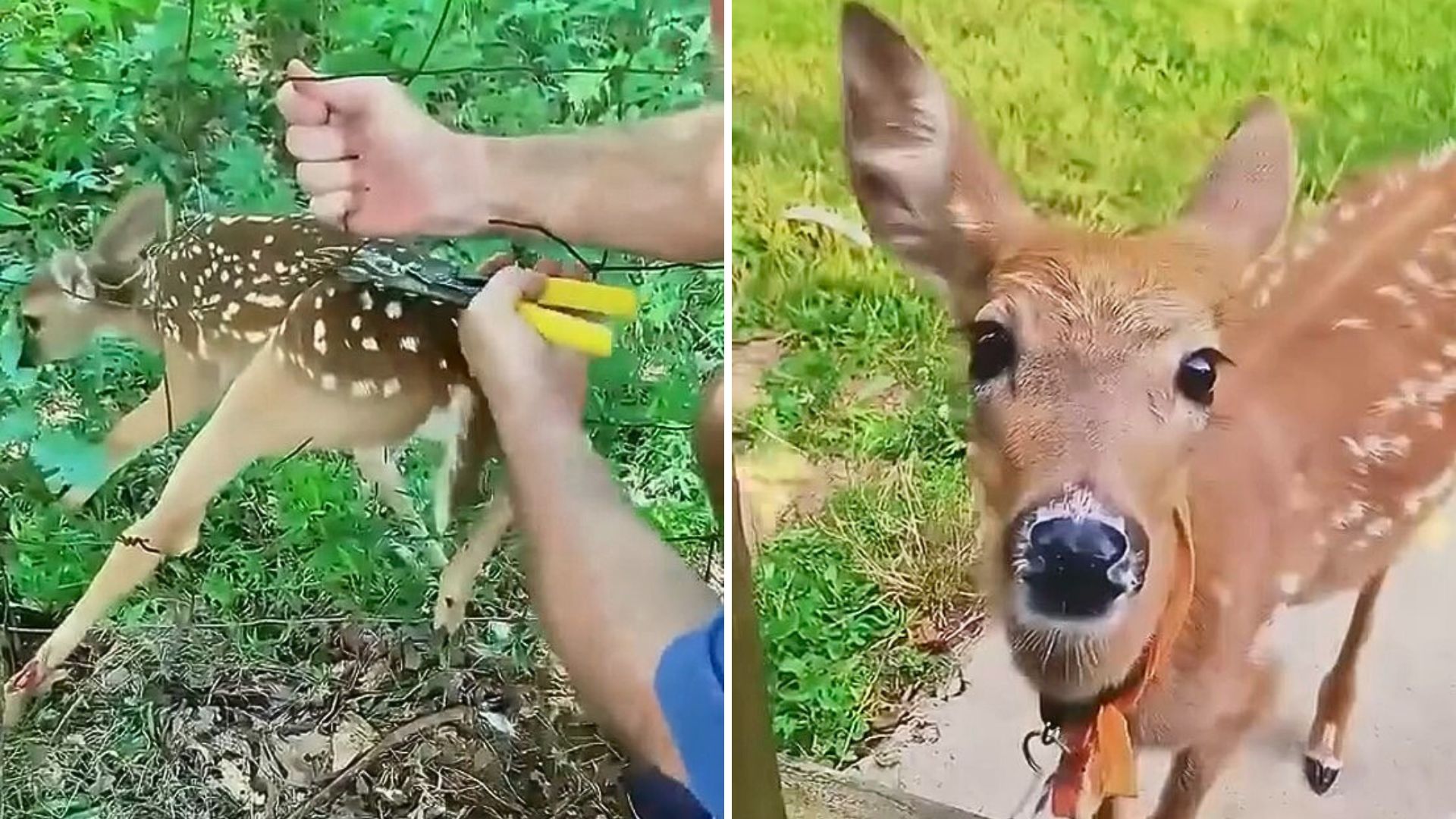 baby deer stuck in wire fence