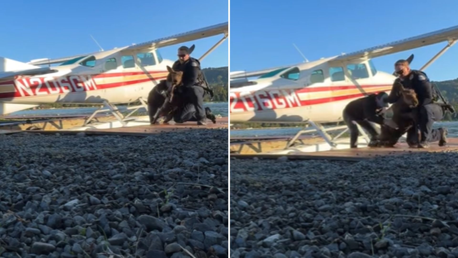 Officers Embark On A Dramatic Mission To Rescue A Moose Calf After Falling Into The Lake