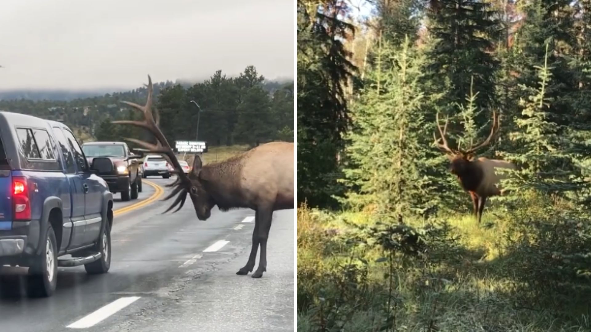 desperate elk crying for help