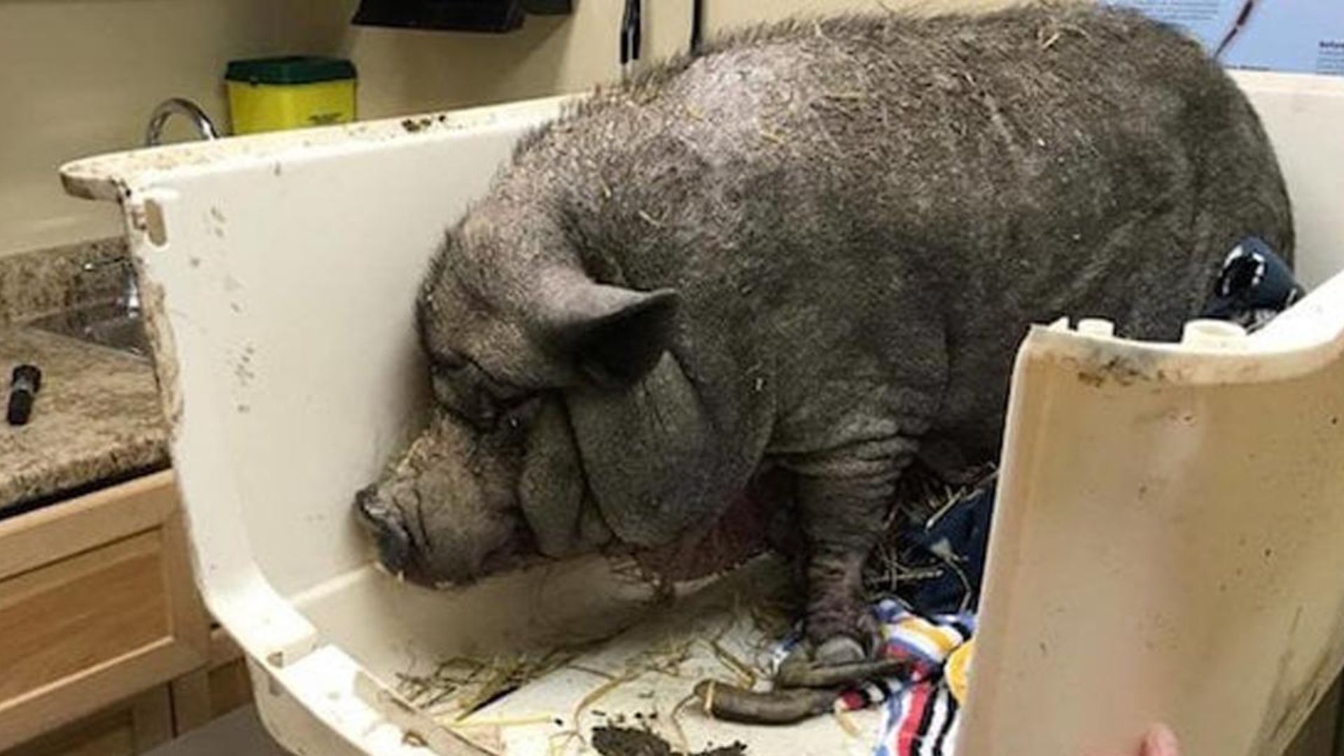 Pet Pig Miraculously Survives Being Locked Up In A Barn For 11 Years All Alone