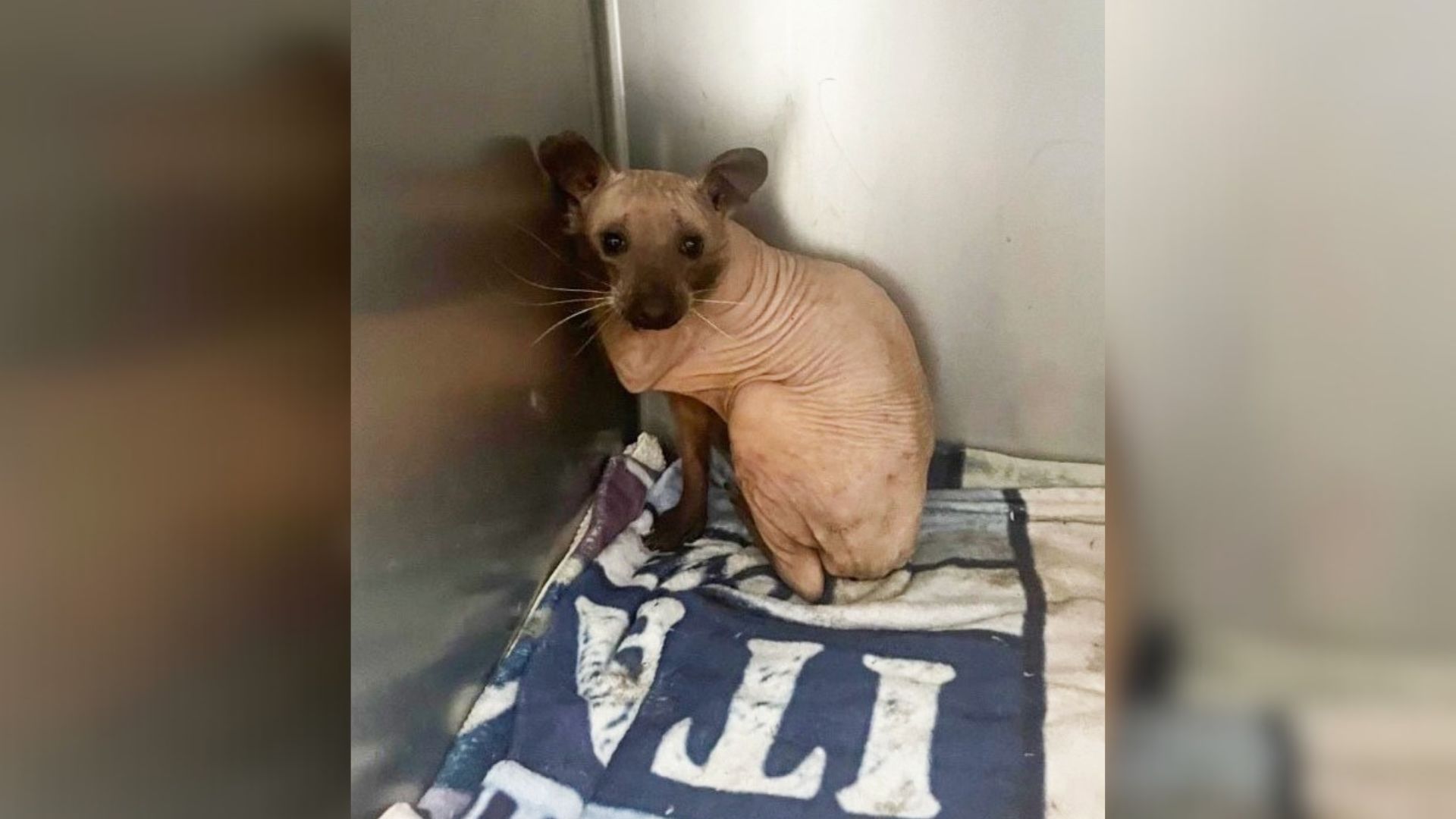 Rescuers Puzzled By A Hairless Animal Found In A Backyard And You Won’t Believe What It Is