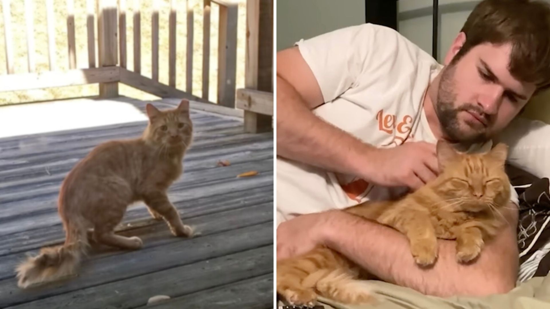 Scared And Malnourished Cat Finally Overcomes Fear And Learns What Love Feels Like