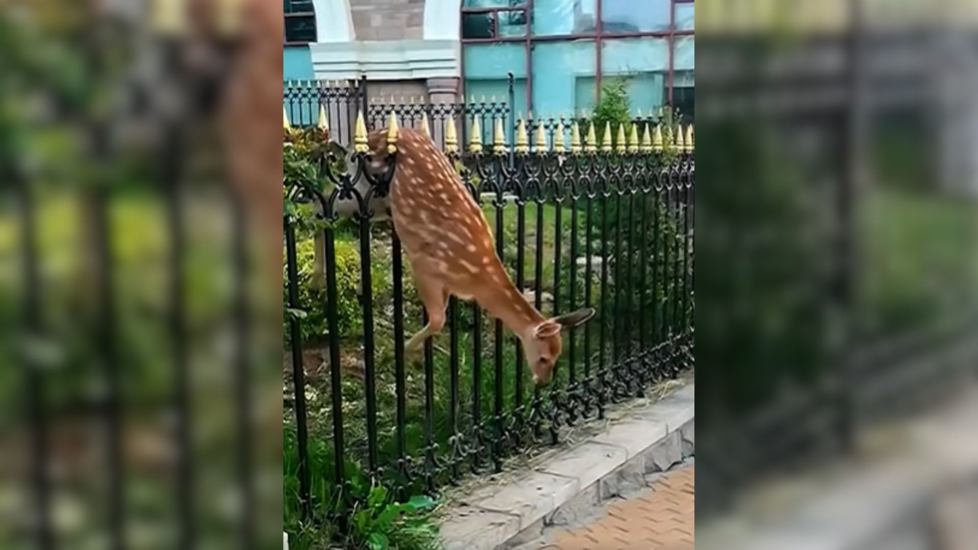 deer stuck on metal fence