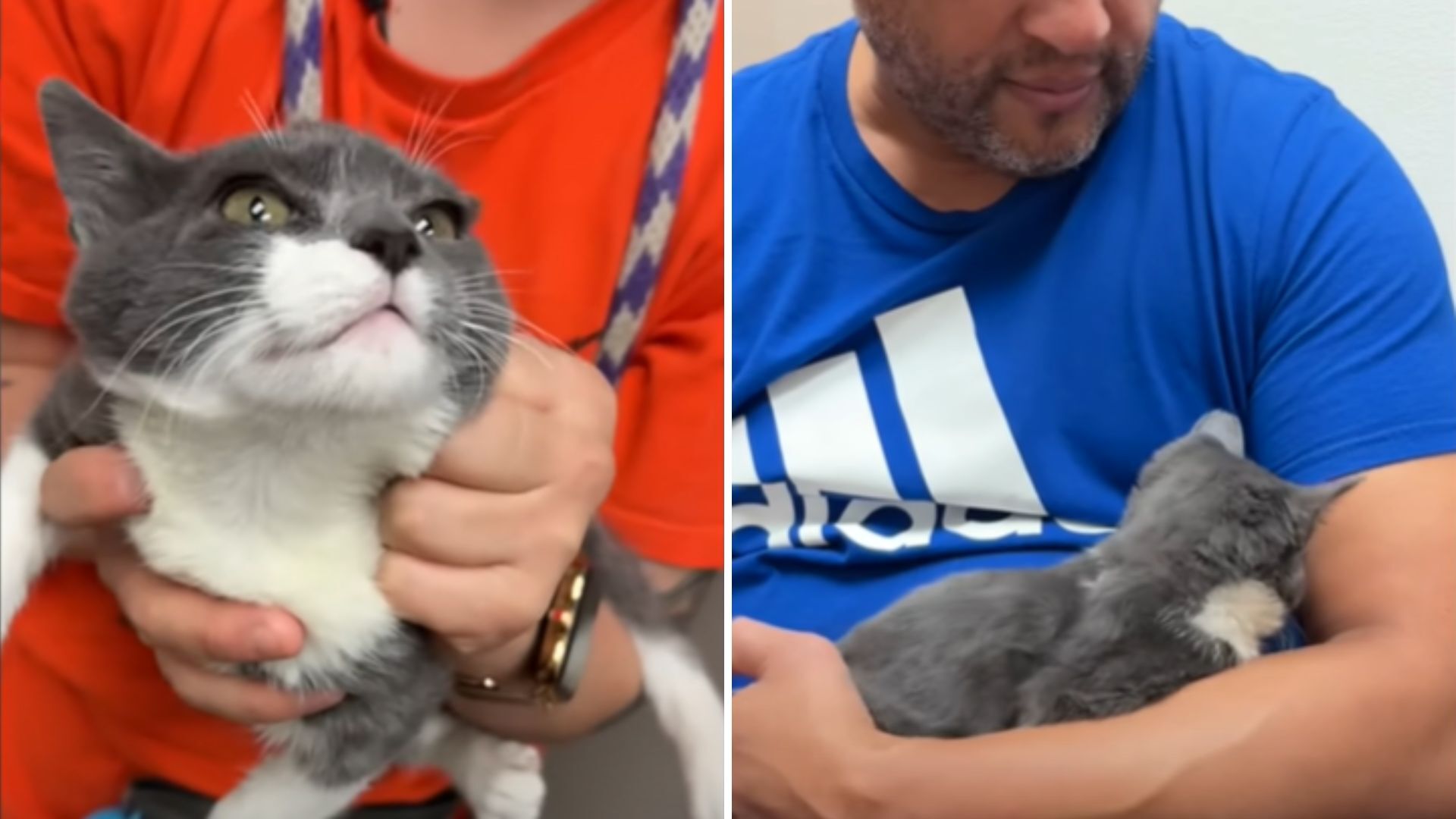 man holding kitten