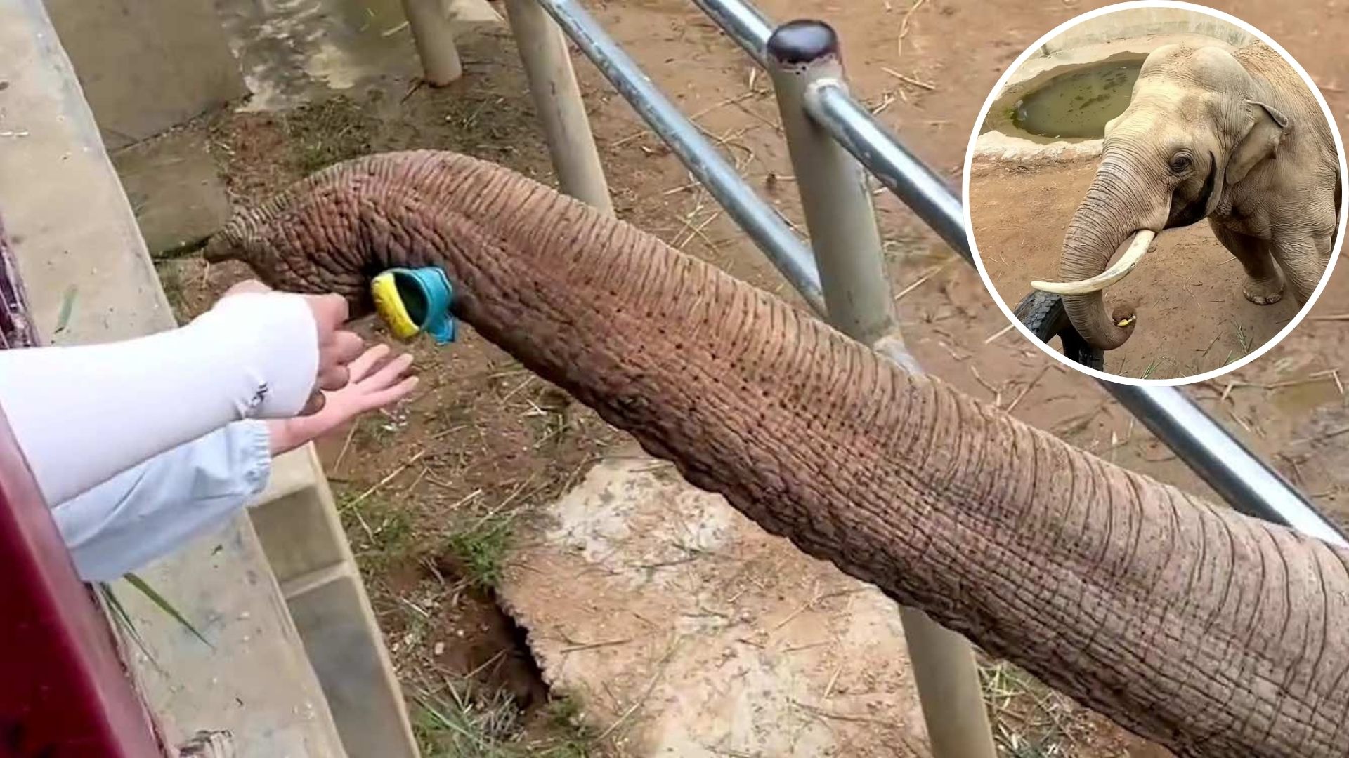 Watch What This Smart Elephant Does When A Toddler’s Shoe Falls Into His Enclosure At The Zoo