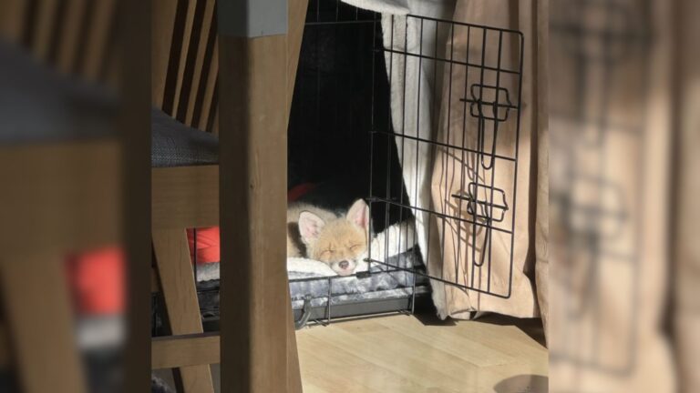 Woman Rescues A Wild Animal And It Instantly Claims Her Dog's Bed