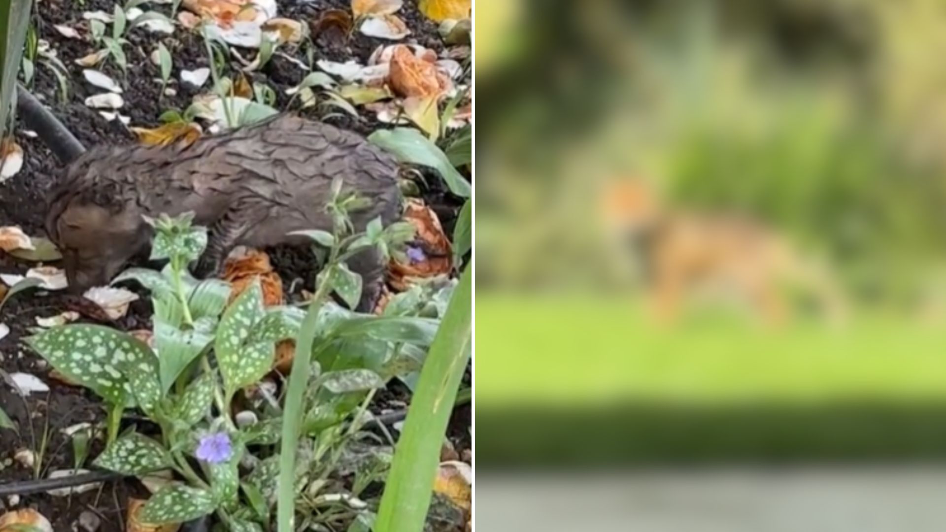 Woman Shocked To Discover A Tiny Mysterious Creature Crawling Around Her Flower Bed