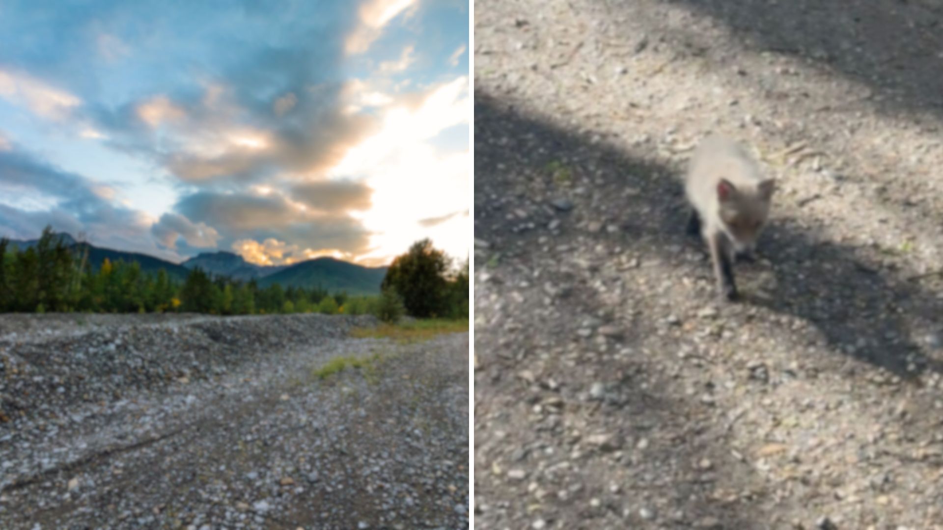 Woman Shocked To See That The ‘Puppy’ She Saw On Her Walk Wasn’t Actually A Puppy