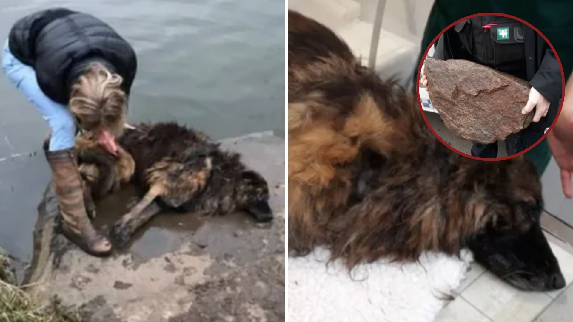 Woman Tries To Drown Belgian Shepherd In River By Fastening A Boulder To Her Neck