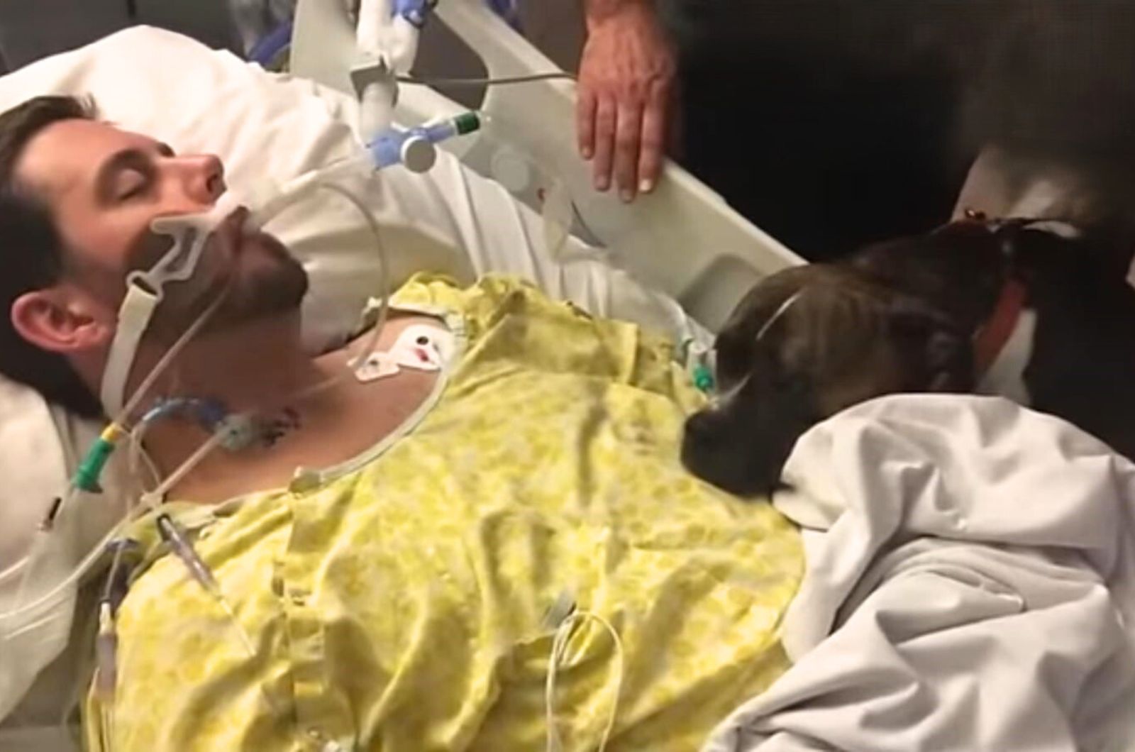 a dog on the hospital bed with patient