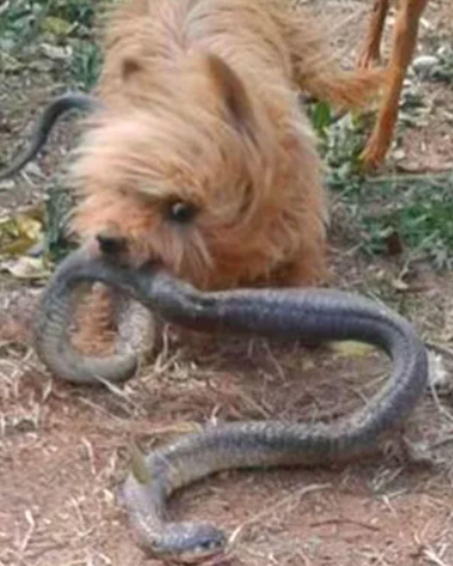 a dog with snake