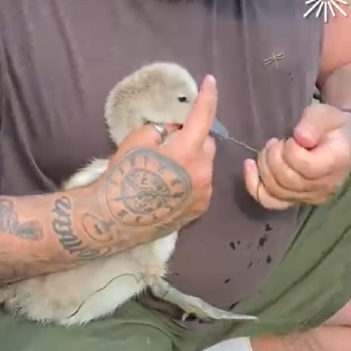 a man helping to swan