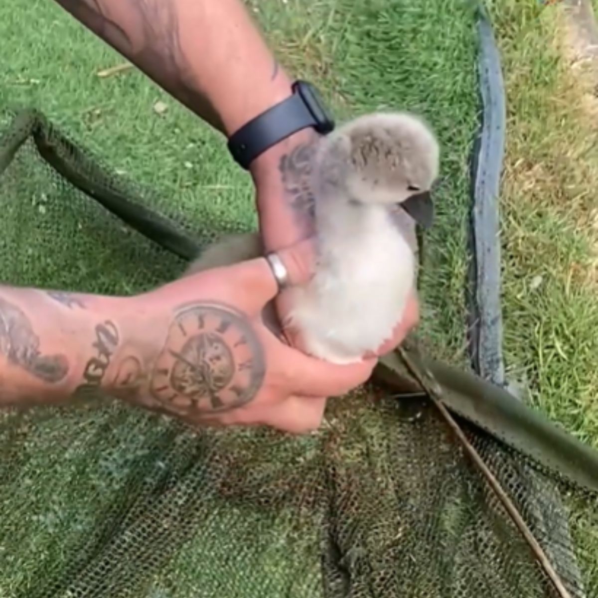 a man letting swan go