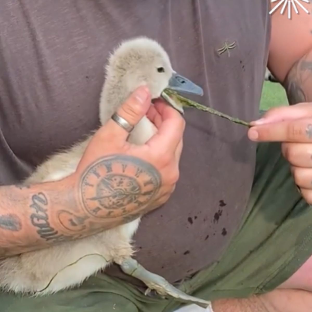 a man taking a piece of wood from swan mouth