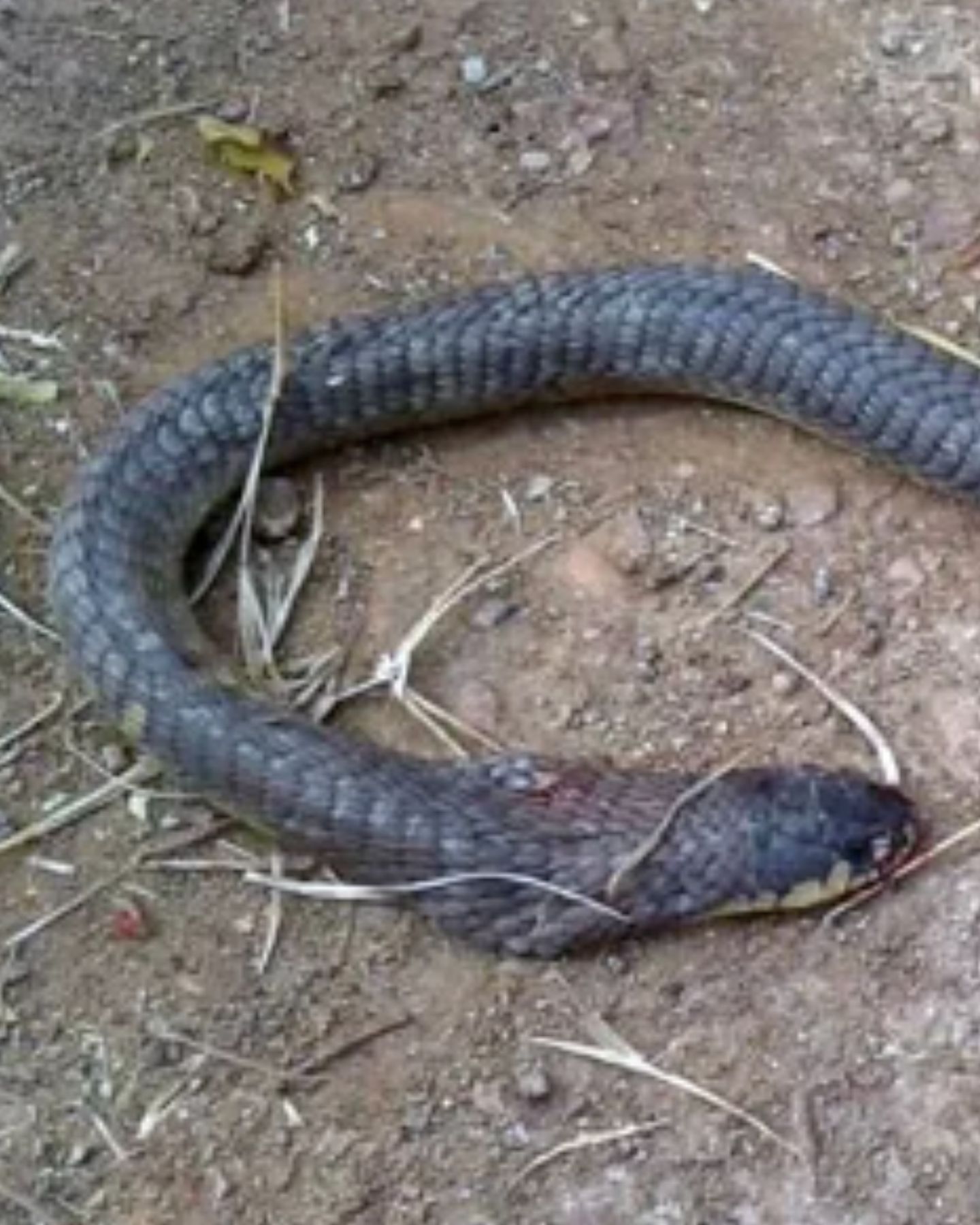 a snake outdoor