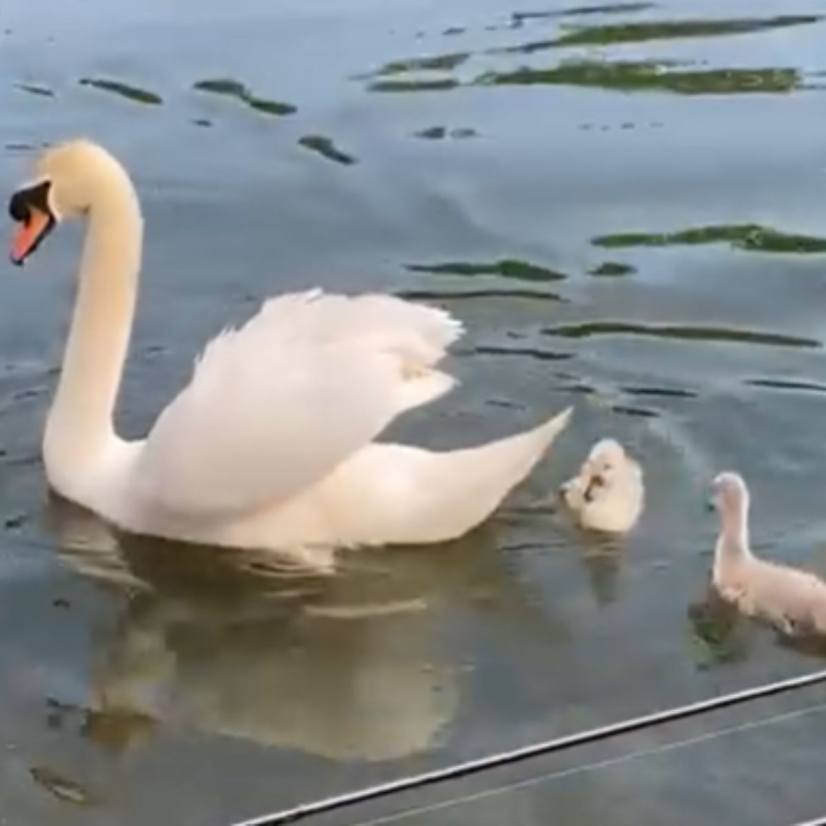 a swan with little babies