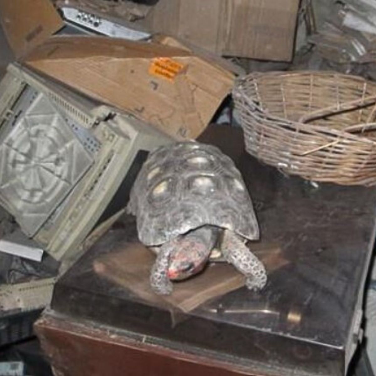 a tortoise on attic