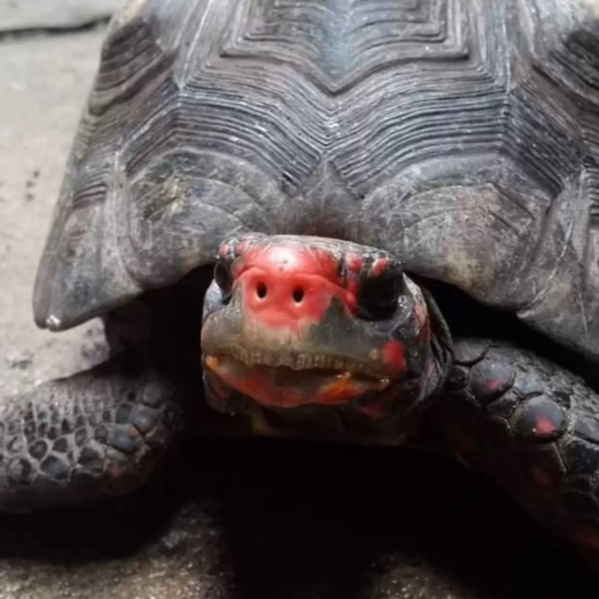 a tortoise