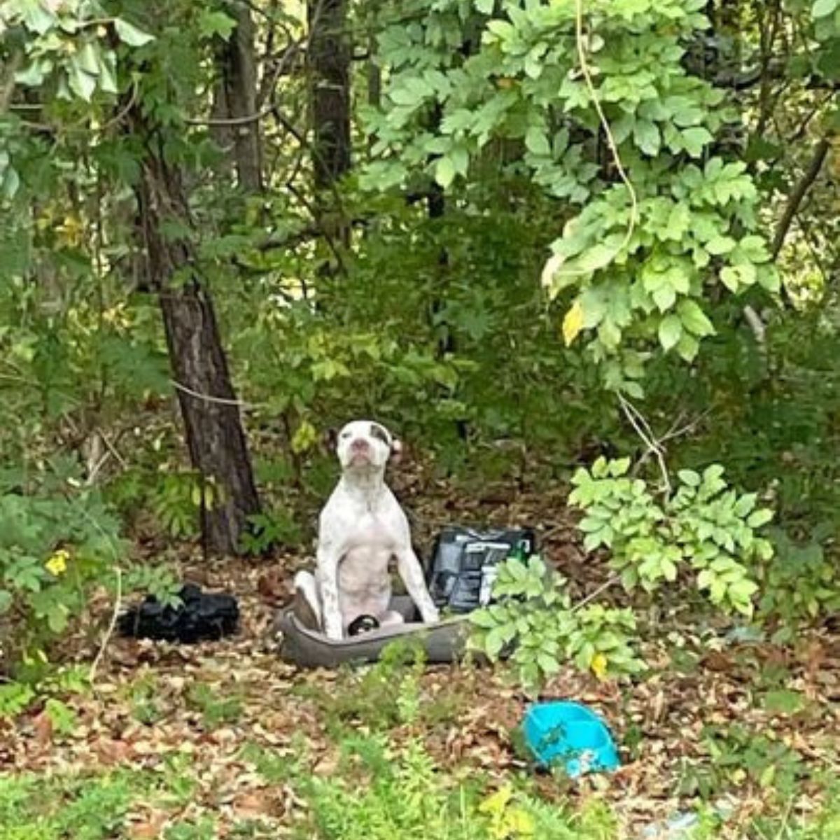 abandoned dog in woods