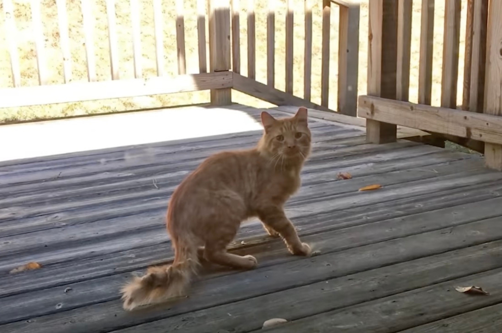 adorable ginger cat