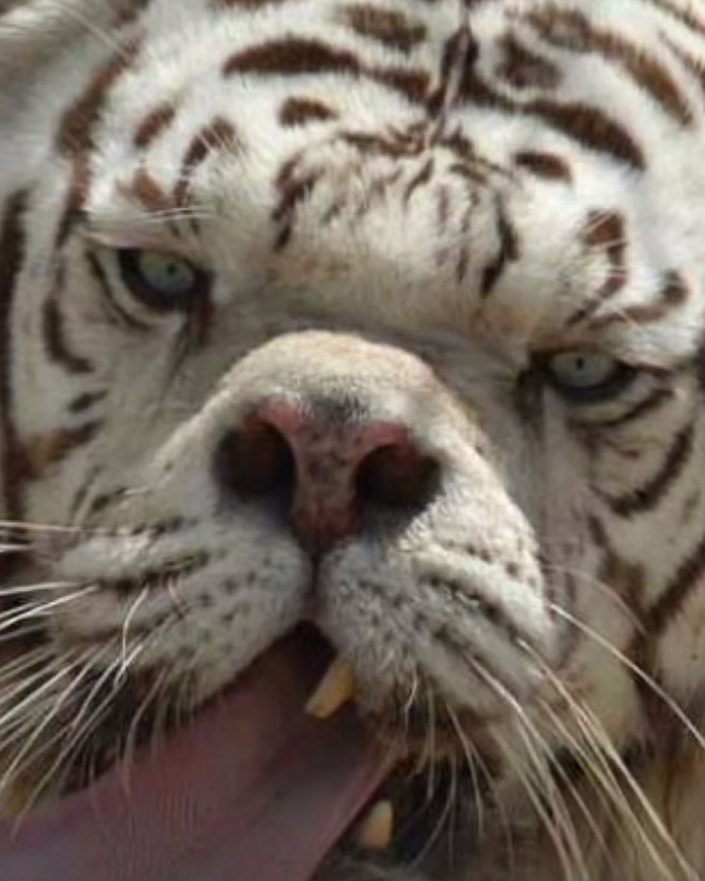 adorable white tiger