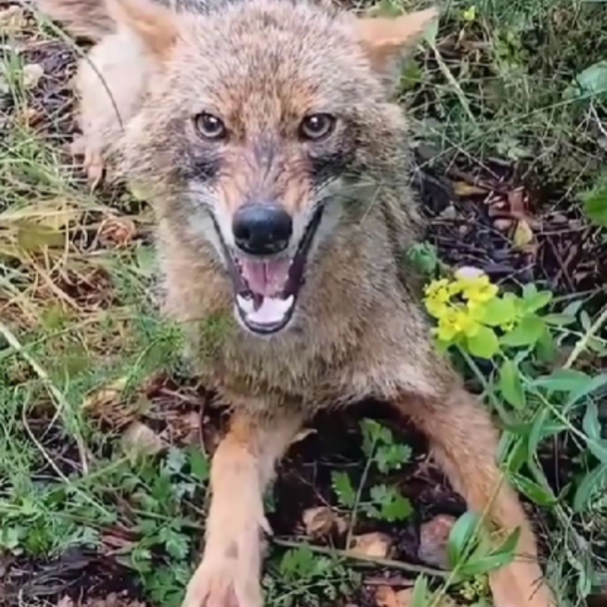 angry coyote