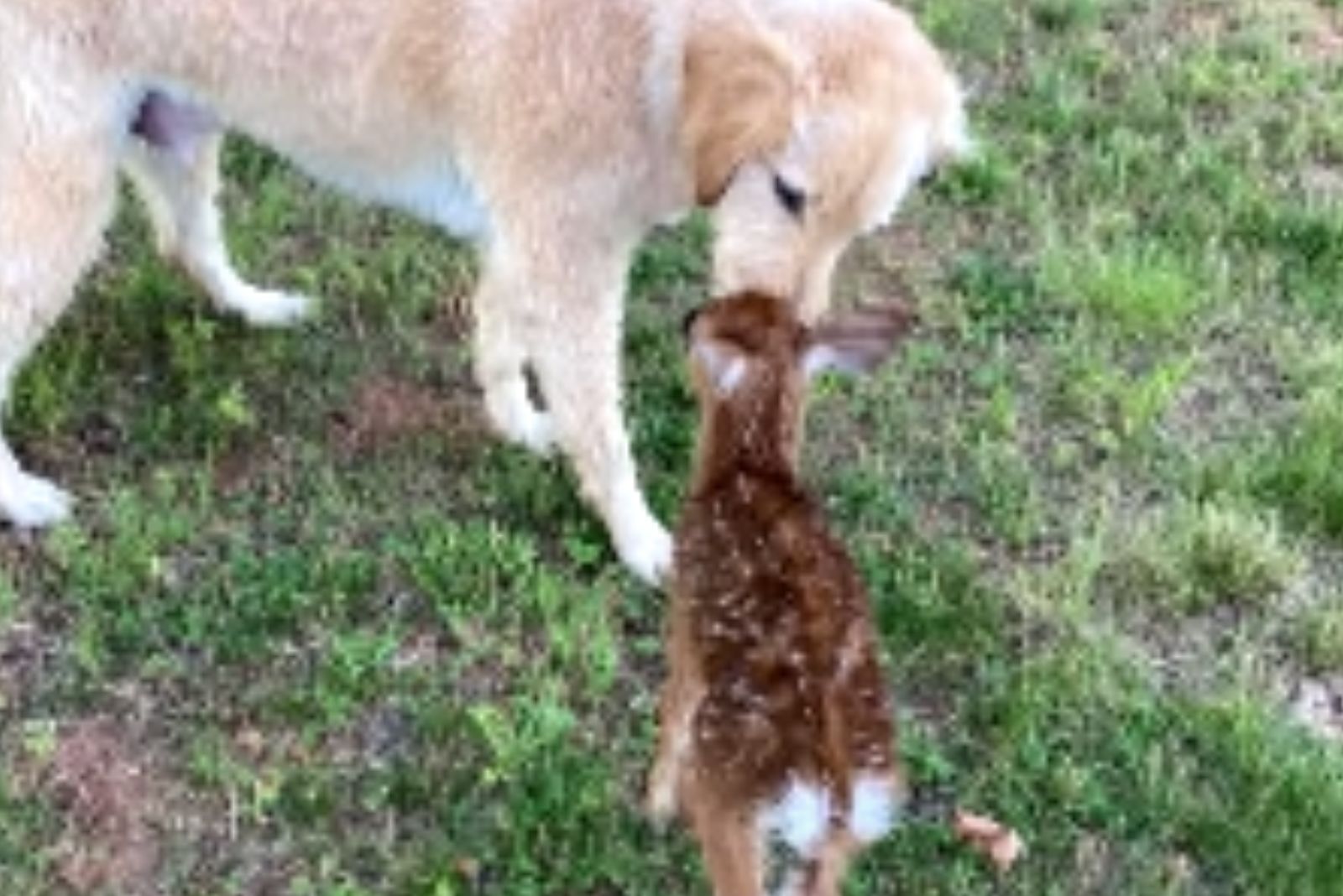 baby deer and dog playing together